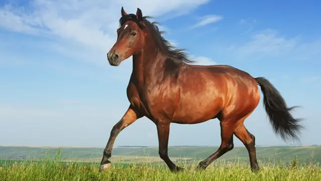 Foto: copyright pets4homes.com