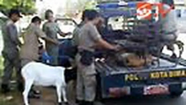 Satpol PP Kejar-Kejaran Tangkap Kambing Liar