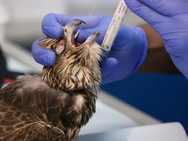 Seekor elang menerima perawatan medis oleh dokter di Rumah Sakit Falcon Abu Dhabi, Abu Dhabi, uni Emirat Arab, 28 April 2019. Abu Dhabi kini membuka sebuah rumah sakit khusus burung elang. (REUTERS/Christopher Pike)