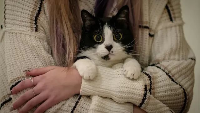 Kucing