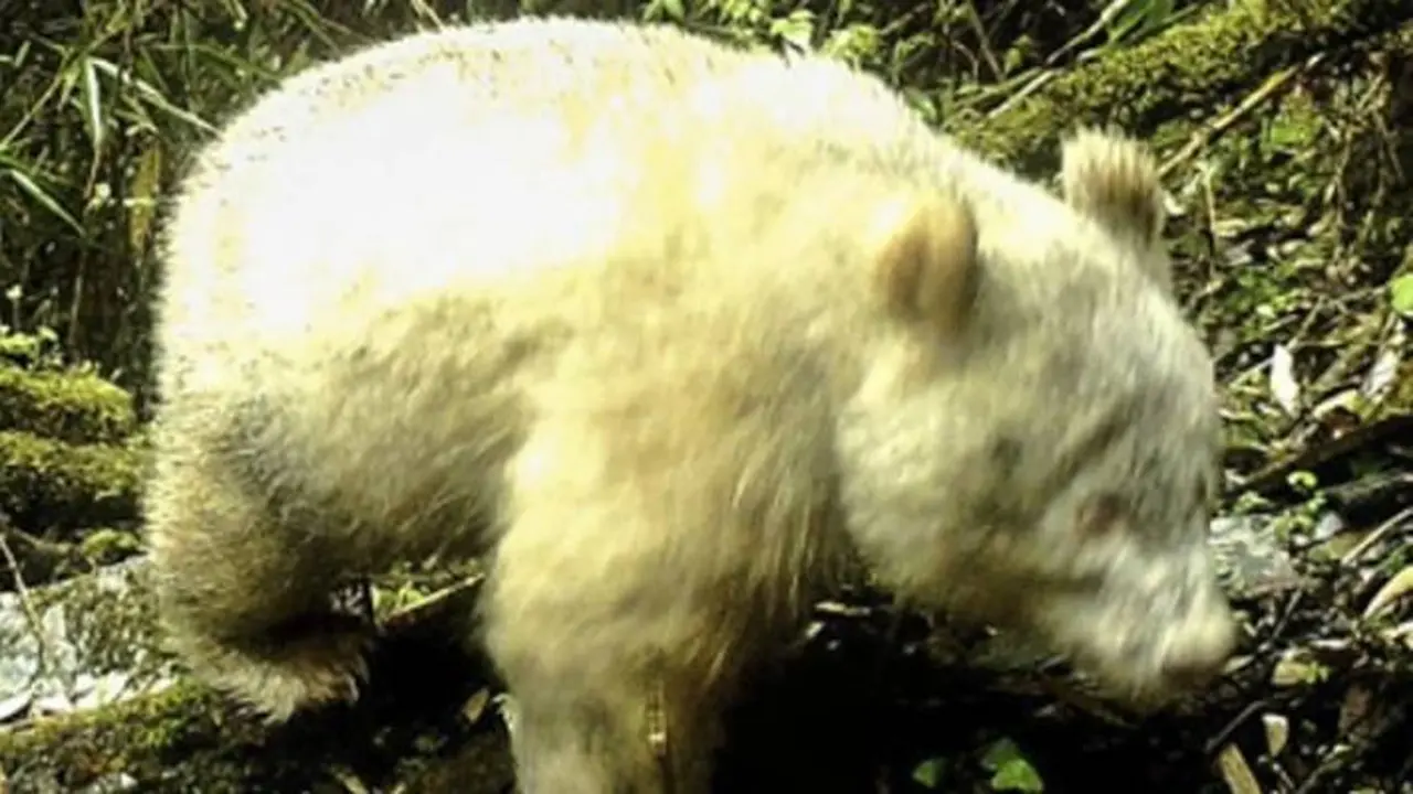 Panda albino (kredit: Cagar Alam Nasional Wolong, Sichuan, China)
