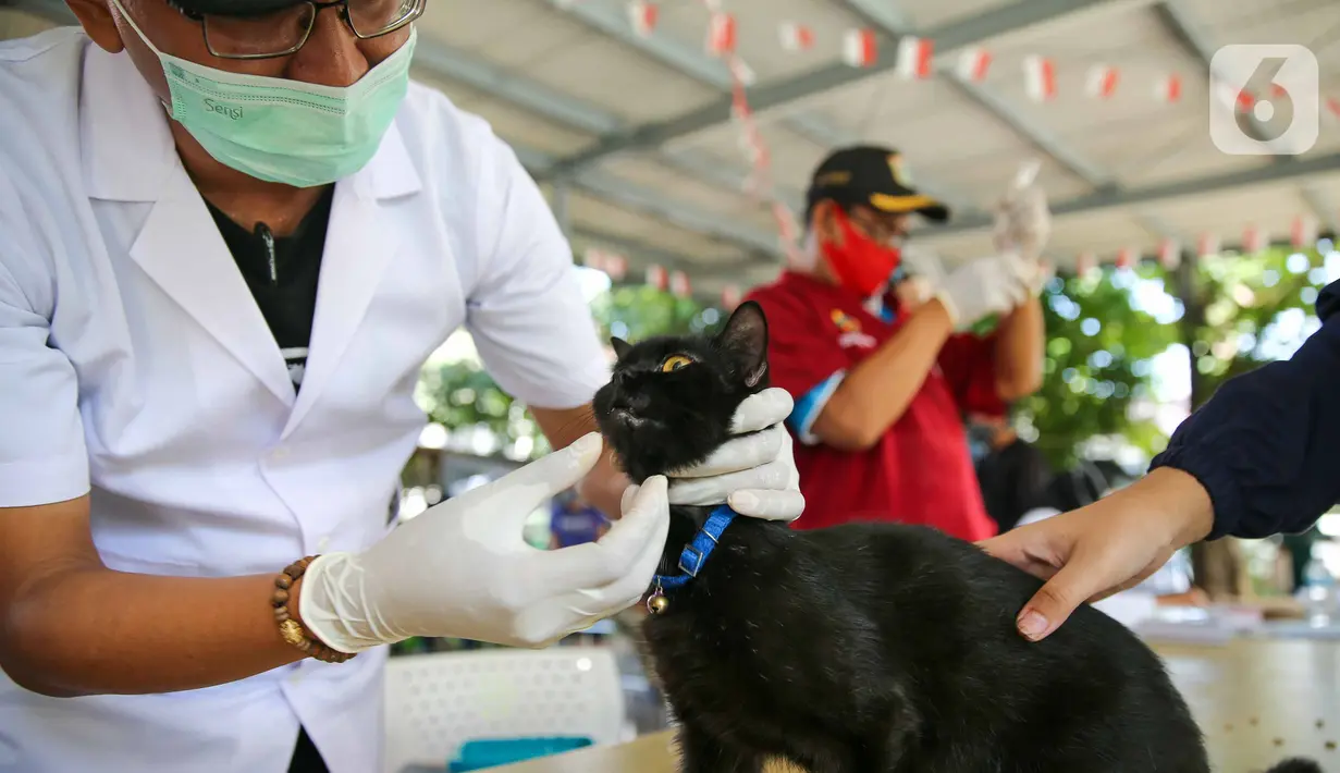 Paramedis dari pusat kesehatan hewan (Puskeswan) Dinas Ketahanan, Pertanian, dan Perikanan Kota Adm. Jakarta Selatan mengecek seekor kucing sebelum menyuntikkan vaksin anti rabies secara gratis di kawasa Tebet, Jakarta, Sabtu (31/10/2020). (Liputan6.com/Faizal Fanani)
