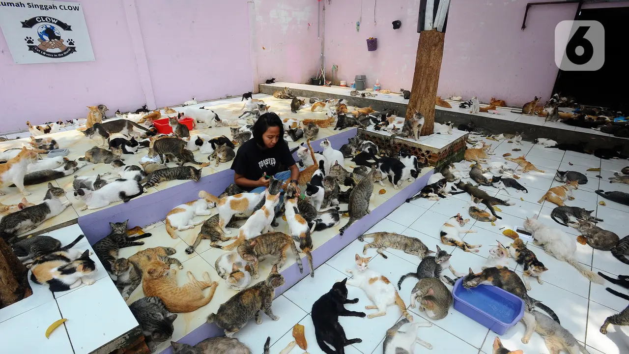Mengunjungi Rumah Singgah Ribuan Kucing Terlantar di Parung