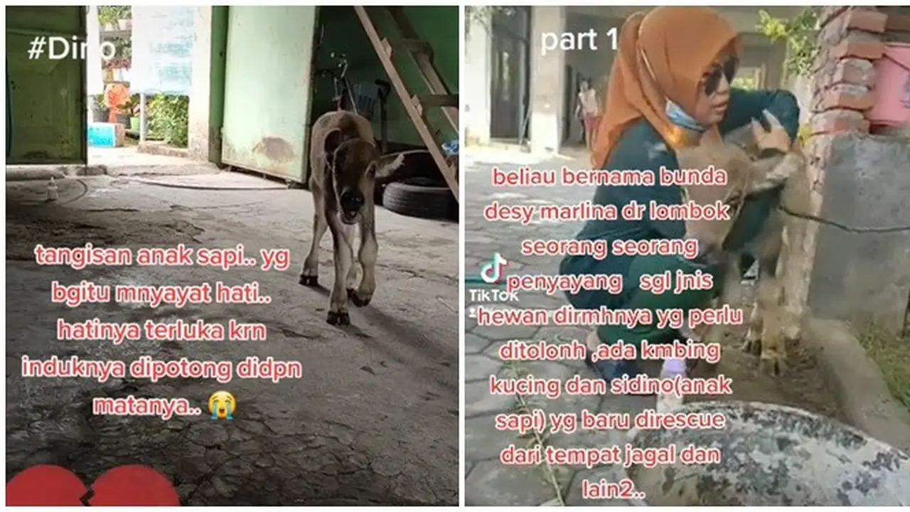 Kisah Anak Sapi Menangis Karena Melihat Induknya Dipotong Ini Bikin Pilu