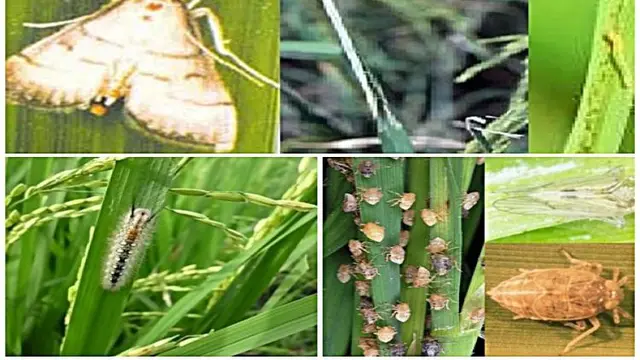 Foto kolase hama penyerang tanaman padi. Sumber : (Istimewa).