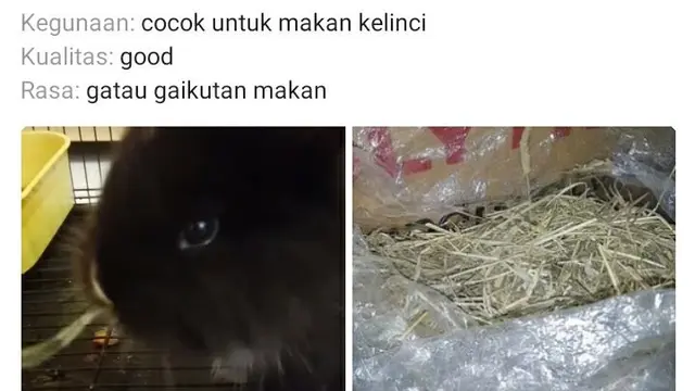 6 Ulasan tentang Aksesori Hewan di Toko Online Ini Kocak,