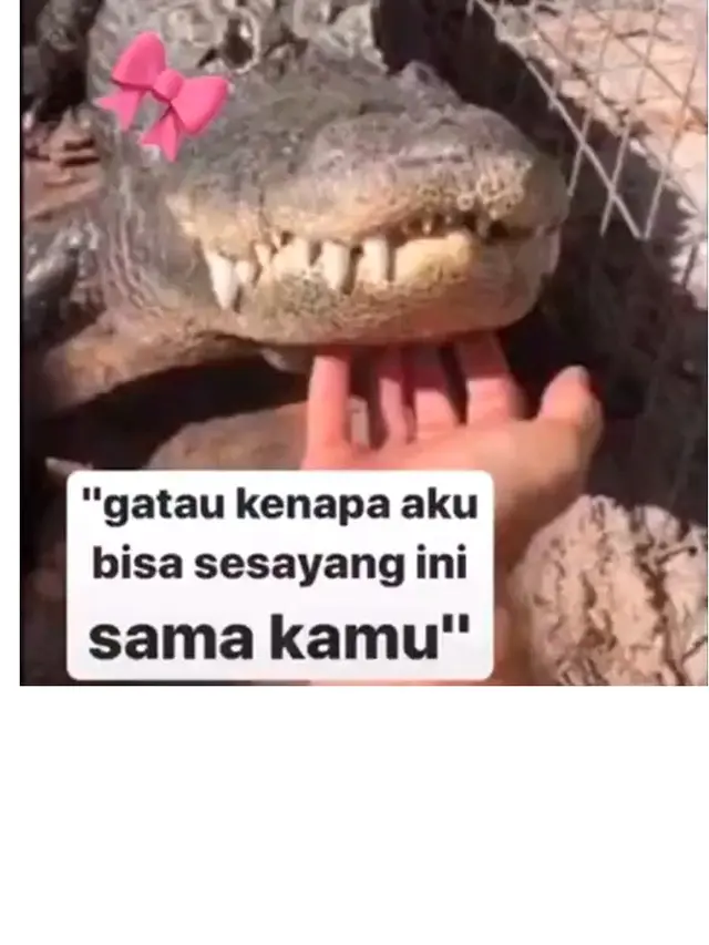 10 Meme Buaya Darat Versi Betina Ala Netizen Ini Bikin Geleng Kepala