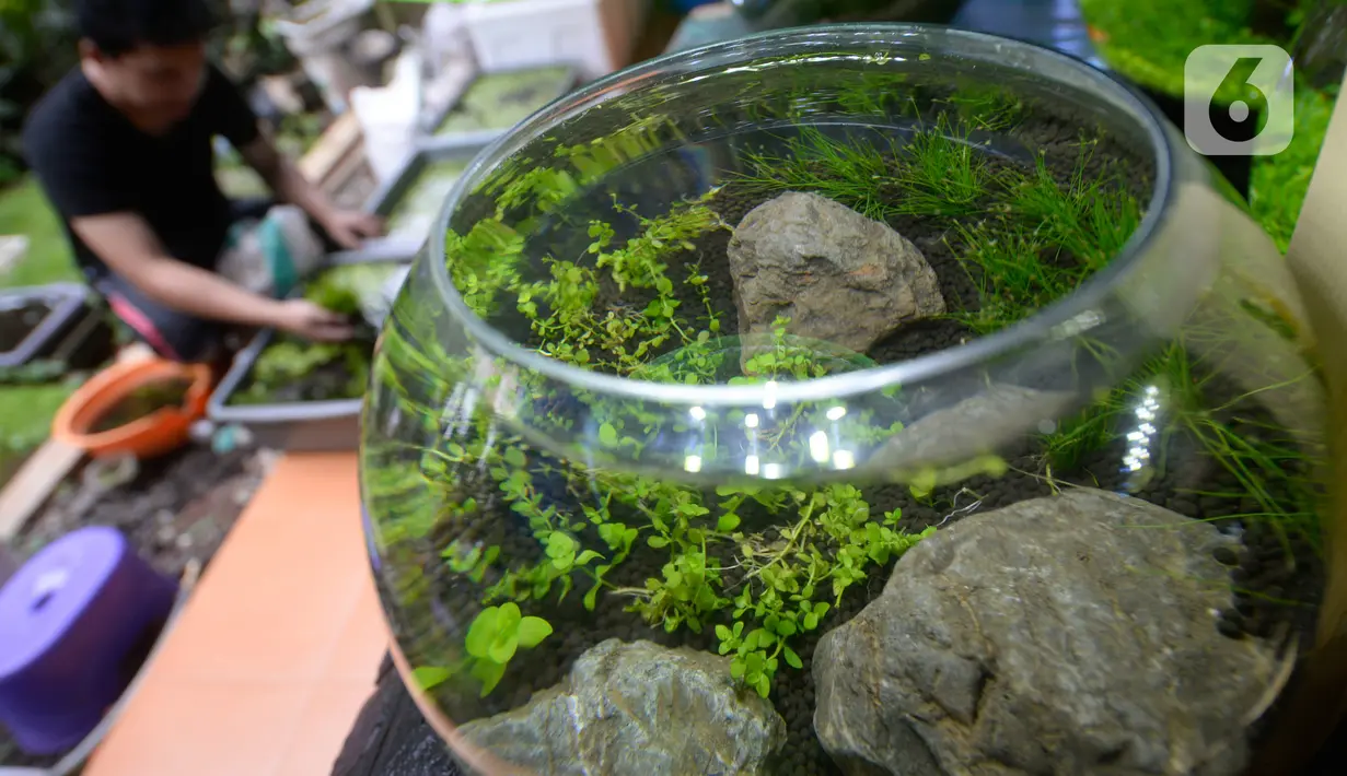 Perajin, Argi Gumilar (27) menyelesaikan pesanan aquascape mini air tawar di Cipayung, Ciputat, Tangerang Selatan, Kamis (5/11/2020). Di masa pandemi, Argi Gumilar menggeluti pembuatan aquarium mini sudah empat bulan ini yang dijual dengan harga Rp 250 hingga Rp 600 ribu. (merdeka.com/Dwi Narwoko)