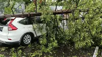Angin Kencang, Kota Bandung Dikepung Pohon Tumbang