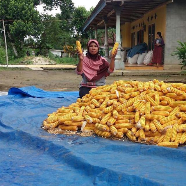 Panen Melimpah Kostratani Lampung Tengah Jamin Stok Jagung Aman Hingga September 2020 Bisnis Liputan6 