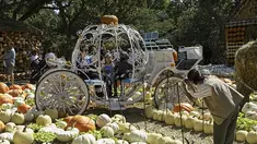 Orang-orang berfoto dalam kereta labu di Desa Labu Dallas Arboretum, Texas, Amerika Serikat, 4 Oktober 2020. Desa Labu di Dallas Arboretum yang mendapat pengakuan nasional menghadirkan rumah-rumah labu dan berbagai objek kreatif dari 90.000 lebih labu, kundur, dan squash. (Xinhua/Dan Tian)