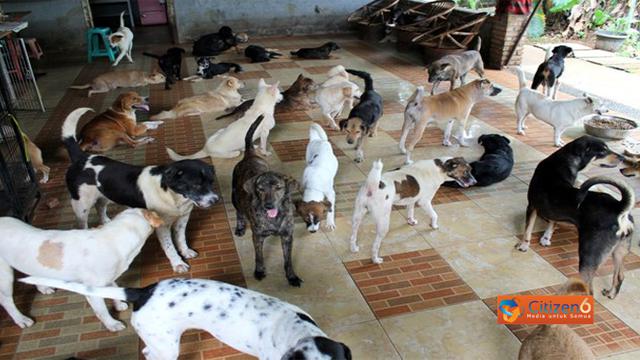 Pejaten Shelter Peduli Kucing & Anjing Terlantar