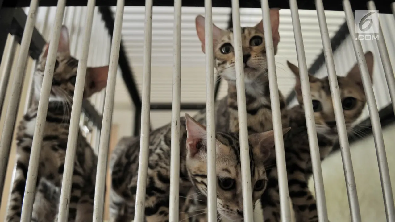 Jelang Lebaran, Hotel Kucing Ramai Dititipi Calon Pemudik