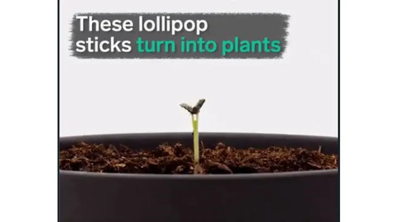 Unik, Stik Bekas Lolipop Ini Bisa Tumbuh Tanaman