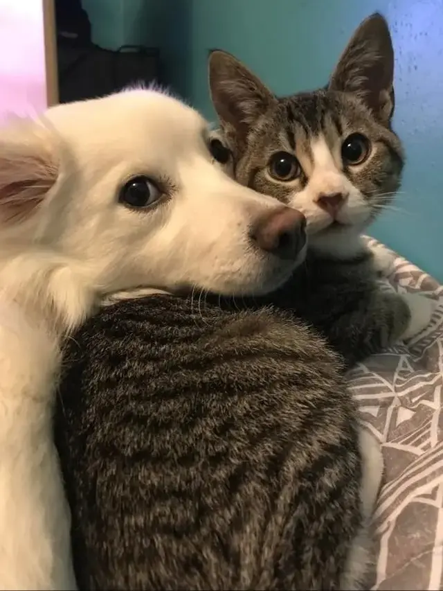 6 Potret Persahabatan Kucing dan Anjing, Ekspresinya Lucu