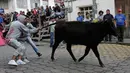 Sejumlah pria menarik ekor banteng muda dalam acara lari dikejar banteng di Pillaro, Ekuador, 4 Agustus 2018. Dalam acara ini, lusinan banteng dilepas dan berlari menabraki para pengunjung yang memadati jalan. (AP/Dolores Ochoa)