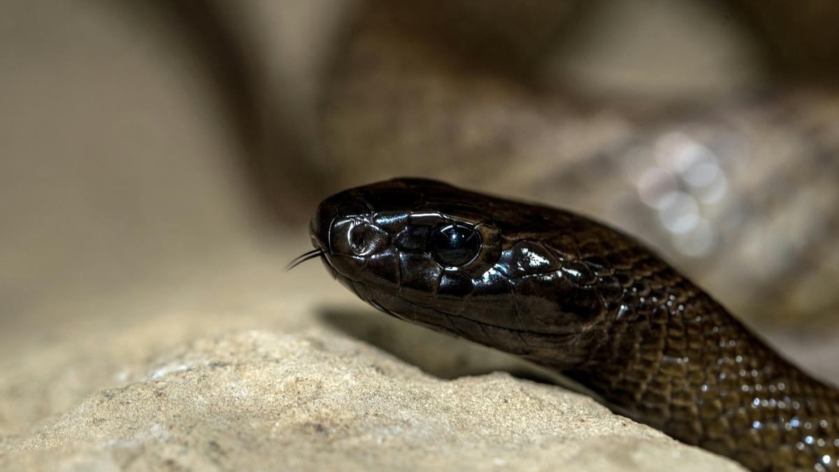 Cara Mengenali Bentuk Kepala Ular Berbisa dan Tidak Berbisa, Tetap Waspada