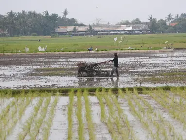 Petani tengah menggarap sawah di Kabupaten Tangerang, Senin (9/8/2021). Mentan Syahrul Yasin Limpo mengatakan sektor pertanian tahan terhadap dampak pandemi COVID-19 yang menyebabkan pertumbuhan ekonomi di sektor lain negatif, sementara di pertanian selalu positif. (Liputan6.com/Angga Yuniar)