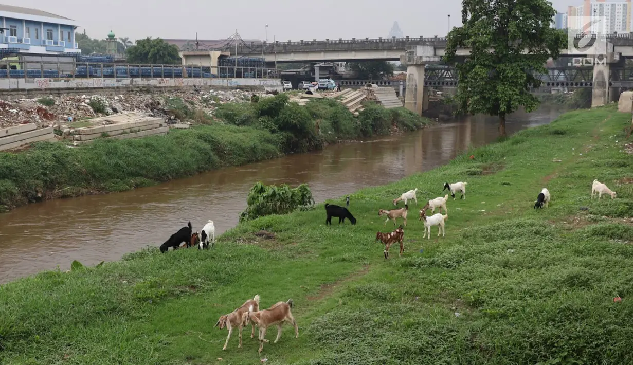 Kambing memakan rumput di bantaran Sungai Ciliwung, Jakarta, Rabu (7/11). Rumput yang menghijau di kawasan tersebut dimanfaatkan peternak untuk menggembalakan kambingnya. (Liputan6.com/Immanuel Antonius)