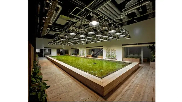 Jepang Bagikan Inovasi Menanam Padi di Dalam Gedung, Begini Cara Uniknya