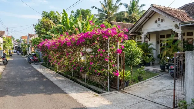 Model pagar hidup dari tanaman yang bikin rumah lebih sejuk dan privat menggunakan bugenvil