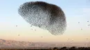 Sekawanan burung jalak eropa (Sturnus vulgaris) terbang berkelompok membentuk pola saat bermigrasi melintasi Lembah Jordan di Tepi Barat, sepanjang perbatasan dengan Yordania pada 3 Februari 2019. (MENAHEM KAHANA / AFP)