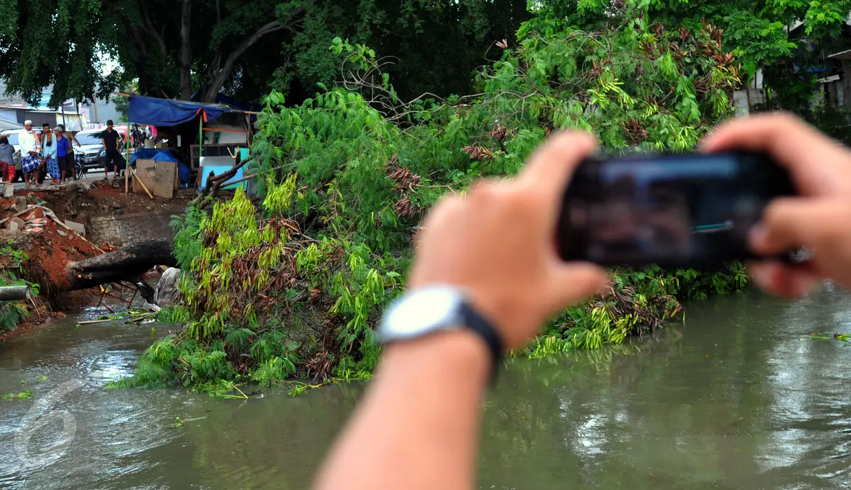 Seorang warga mengabadikan gambar pohon tumbang di bantaran kali poris Tangerang, Jum'at, (26/2). Pohon tersebut tumbang pada siang tadi pukul 12.30 WIB. (Liputan6.com/Faisal R Syam)