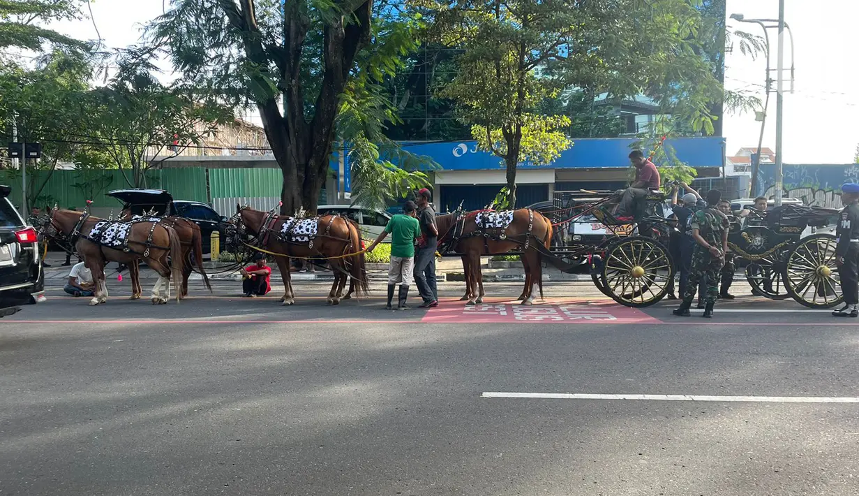 Petugas mempersiapkan kuda saat geladi bersih di kawasan Slamet Riyadi, Solo, Jawa Tengah, Sabtu (10/12/2022). Kaesang Pangarep dan Erina Gudono serta keluarga akan mengikuti kirab naik kereta kuda dari Loji Gandrung ke lokasi resepsi atau tasyakuran di Pura Mangkunegaran, Minggu (11/12). (Liputan6.com/Herman Zahkaria)