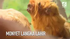 Seekor bayi Tamarin atau monyet kecil langka lahir saat di kebun binatang Yerusalem.