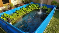 Cara Ternak Ikan Gurame di Kolam Kecil Belakang Rumah Menggunakan Terpal, Panen Melimpah