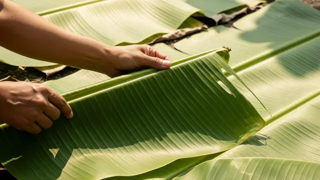 Cara Buat Polybag dari Daun Pisang
