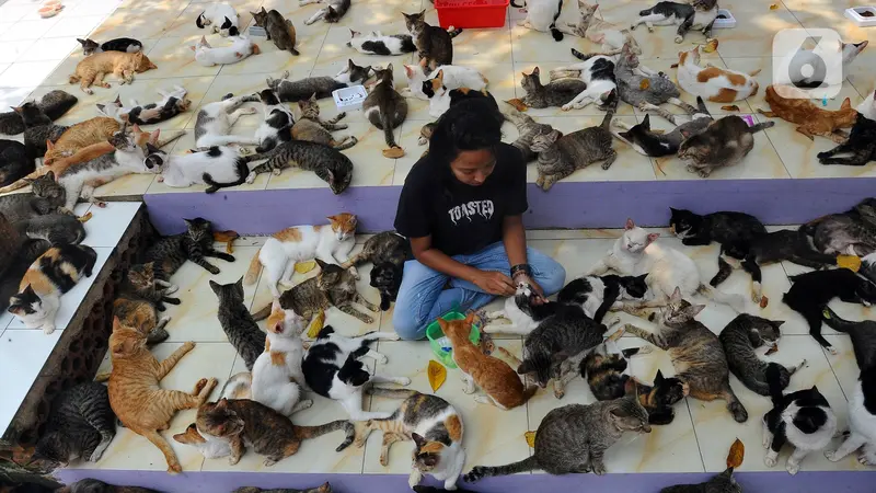 Mengunjungi Rumah Singgah Ribuan Kucing Terlantar di Parung