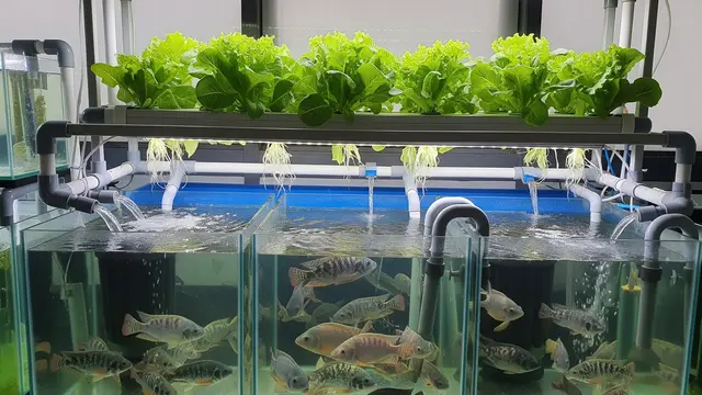 Sistem  Aquaponik Ikan Nila dan Selada