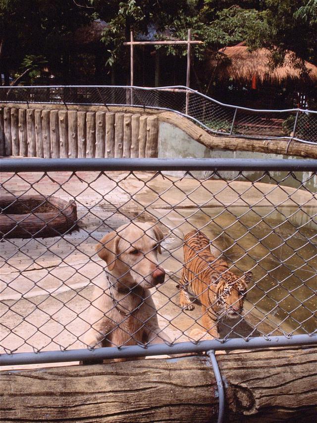 7 Potret Kocak Pemandangan Nyeleneh di Kebun Binatang Ini Bikin Tepuk Jidat