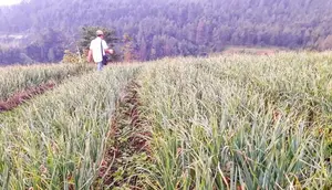 Menko Pangan Ungkap 17 Provinsi Bakal Tanam Bawang Putih Serentak
