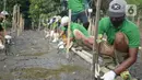 Pekerja melakukan penanam bibit Mangrove jenis Rhizopora Mucronata di Kawasan PT Karya Citra Nusantara  (KCN) Marunda, Cilincing Jakarta Jumat (3/6/2022). Sepanjang 1100 meter tahap dua untuk menanam mangrove di kawasan tersebut, sebagai komitmen kepedulian terhadap lingkungan laut terutama pesisir Utara Jakarta. (merdeka.com/Imam Buhori)