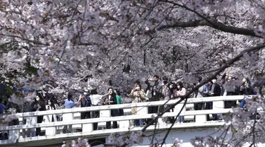 Orang-orang yang mengenakan masker sebagai tindakan pencegahan terhadap virus corona COVID-19 mengambil gambar bunga sakura yang mekar penuh di sebuah taman di Seoul, Korea Selatan, Jumat (8/4/2022). (AP Photo/Ahn Young-joon)