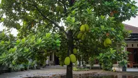 10 Pohon Buah yang Cocok untuk Halaman yang Sering Kebanjiran
