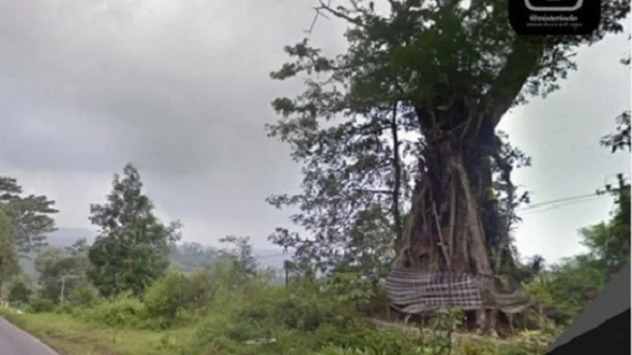 Pohon beringin berselimut kain bali di jalan utama Karanganyar - Tawangmangu (Instagram/@misterisolo via Solopos.com).