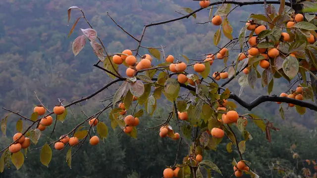 Kesemek dipanen di Pinglu China