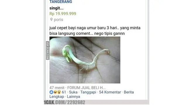 6 Benda Nyeleneh yang Dijual di Facebook Ini Bikin Tepuk Jidat