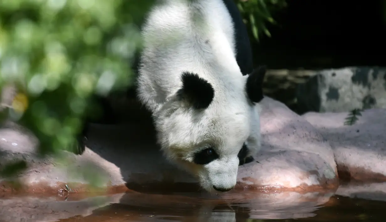 Shuan Shuan, panda raksasa wanita (Ailuropoda melanoleuca) minum air di kebun binatang Chapultepec, Mexico City (12/2/2020). Xin Xin dan Shuan Shuan merupakan dua spesimen Hewan yang lahir di Meksiko dan satu-satunya di dunia yang tidak dimiliki China. (AFP/Alfredo Estrella)