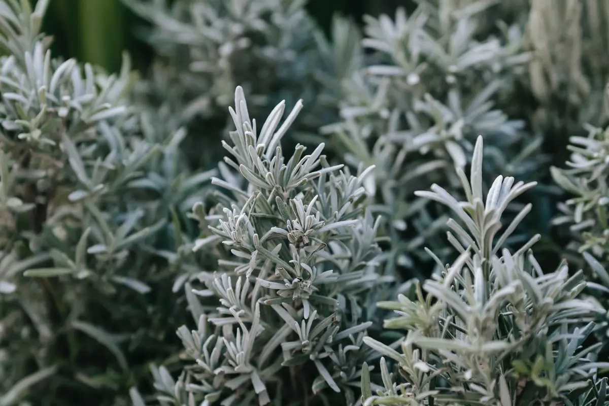Cocok untuk Kulit Sensitif dan Berjerawat, Kenali Khasiat Baik Tanaman Mugwort Bagi Kulit