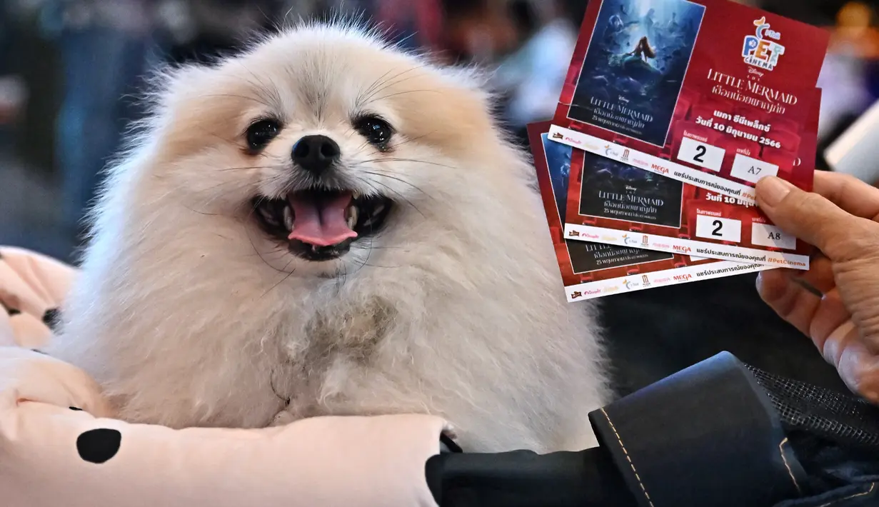 <p>Sementara di dekatnya, seekor anjing Chihuahua dengan kostum Sebastian si Kepiting bersiap-siap untuk menonton The Little Mermaid dari Disney bersama pemiliknya. (Lillian SUWANRUMPHA / AFP)</p>