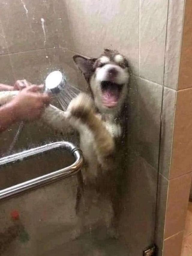 Sambil Berontak, Ini 7 Potret Hewan Peliharaan Saat Dimandikan yang Kocak