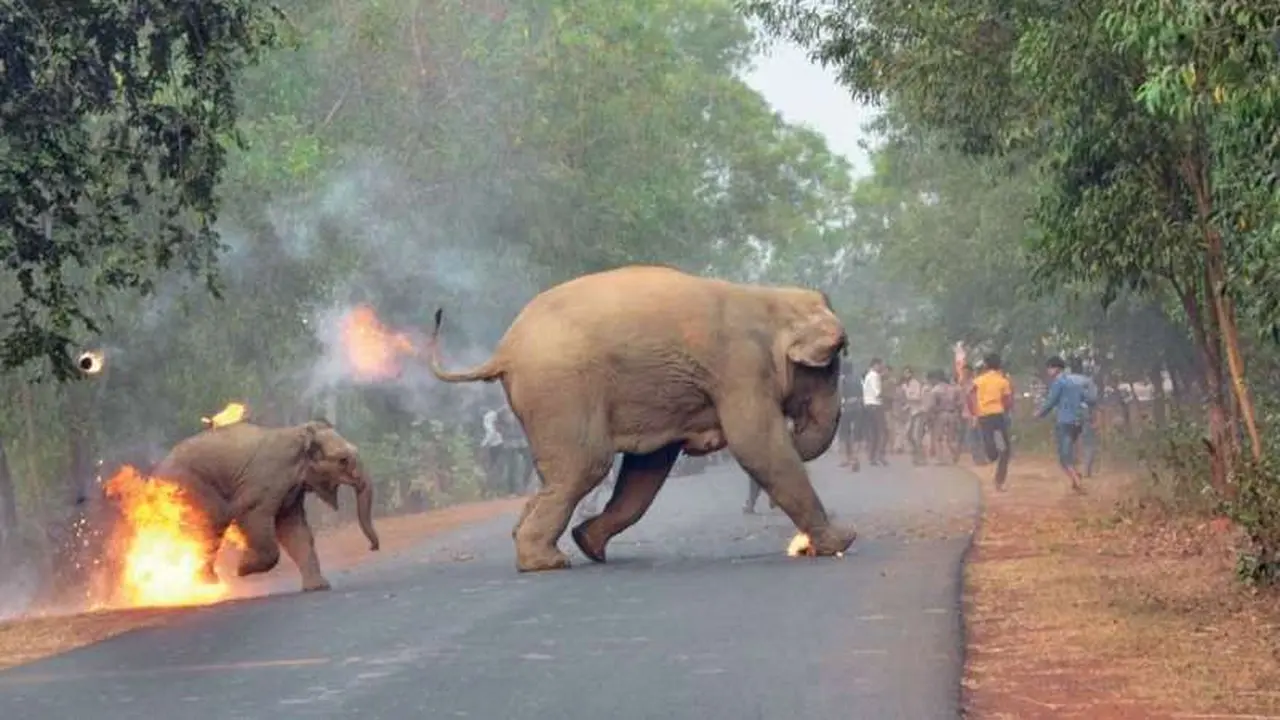 Miris, Foto Manusia Mengganggu Gajah Ini Justru Menang Penghargaan