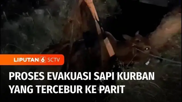 Seekor sapi kurban mengamuk hingga tercebur ke dalam parit di kawasan Palmerah, Jakarta Barat. Bobot sapi yang berat membuat evakuasi berlangsung dramatis.