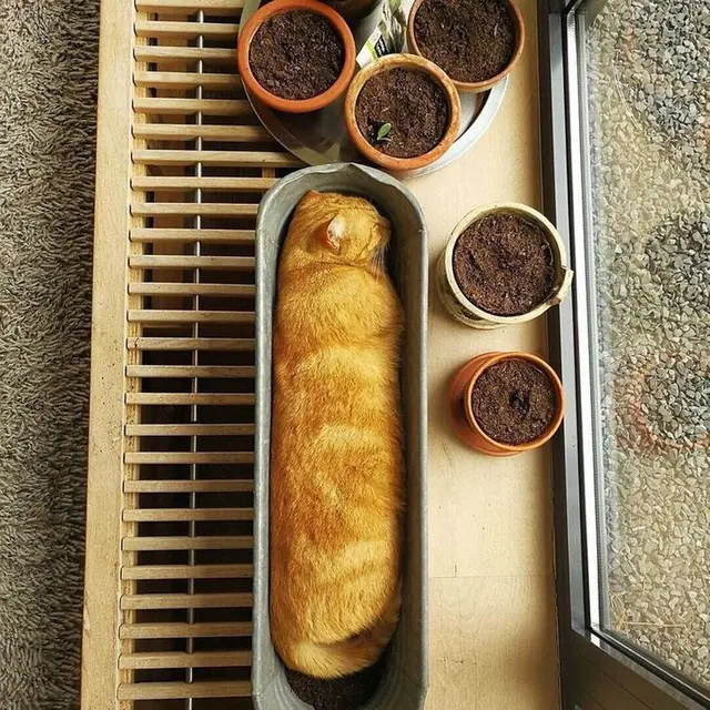 kucing tidur