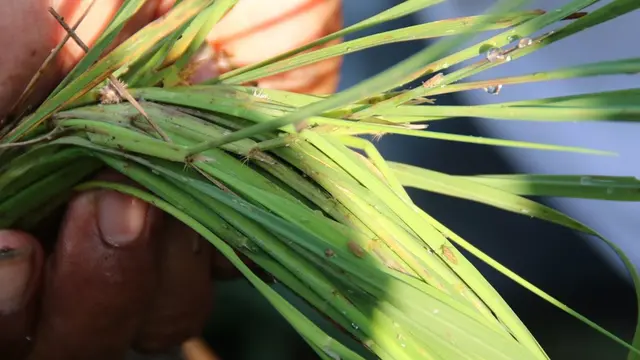 Pengendalian serangan hama wereng sejak dini