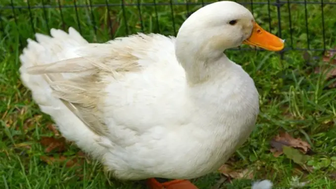 Foto: copyright Stylist.co.uk